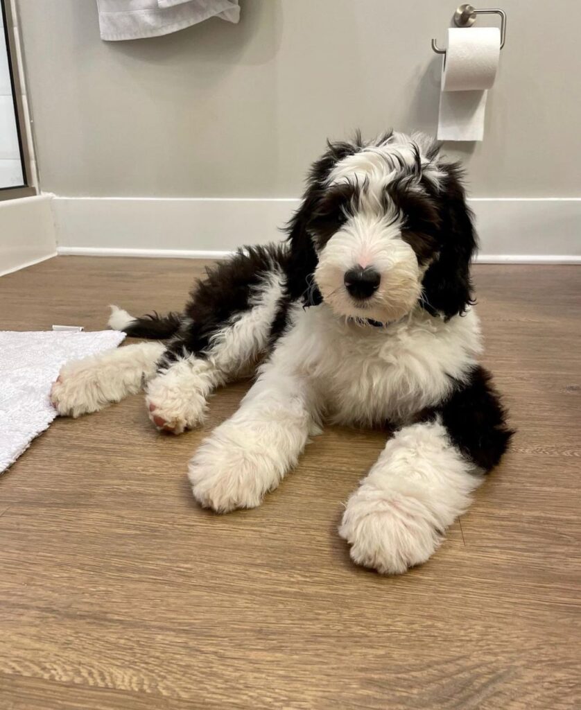 AVAILABLE PUPPIES – Sheepadoodle For Sale